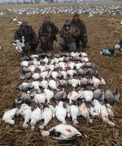 Late Jan Arkansas snow goose hunt