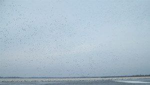 Our hunts are run where there are large number of snow geese.