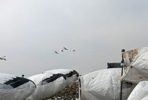 Hold on boys... those are swans! Just because we are hunting snow geese, in a snow goose spread, with recordings of snow geese playing on the callers doesn't mean everything that comes into the decoys will be a snow goose.