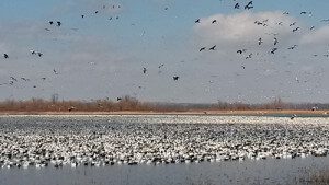 Refuge in the area we run our snow goose hunts.