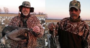Here is two of the four bands snow this year. Both were shot out of the same flock and only 7 numbers apart. Both were juvy blue geese. Guide Tryg Koch must have a knack for this... several years back his hunters shot 2 snows out of a flock in South Dakota that had consecutive band numbers.