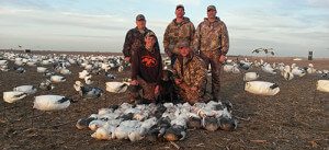Spring Snow Goose Hunts 2014