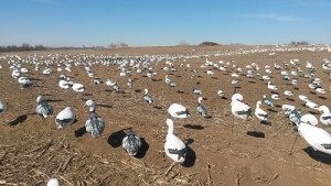 We use large snow goose decoy spreads.