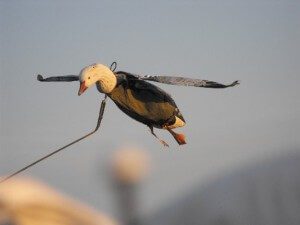 Deadly Decoy™ flyers are sweet