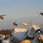 Deadly Decoy™ Flyer Flock