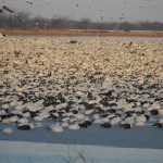 Missouri Snow Geese staged on the refuge