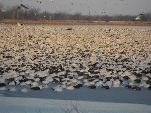 Missouri Snow Geese staged on the refuge