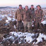 A little snow didn't stop these snow geese from decoying.