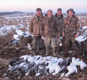A little snow didn't stop these snow geese from decoying.