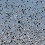 Snow geese in flight
