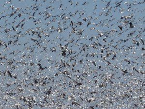 Snow geese in flight