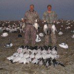 Snow goose pictures