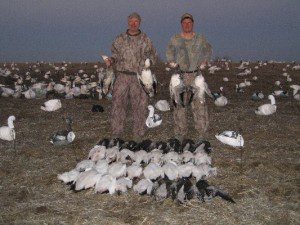Snow goose pictures