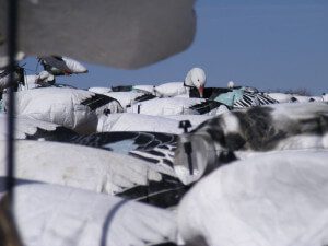 Large spread of decoys are very attractive to snow geese.