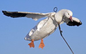 Snow goose flyers are a very effective tool.