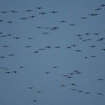 Birds Over Spread 11