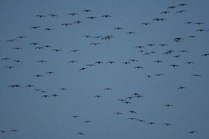 Birds Over Spread 11