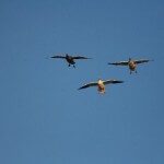 Birds Over Spread 4