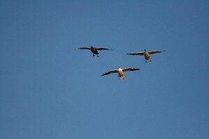 Birds Over Spread 4