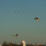 Birds Over Spread 5