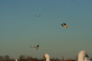 Birds Over Spread 5