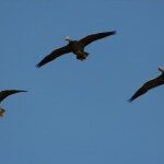 Birds Over Spread 1