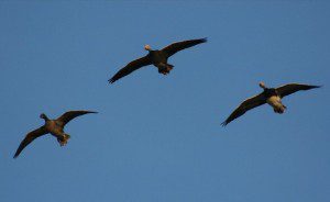 Birds Over Spread 1