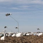 We use a lot of flyers and large decoy spreads to lure the snow geese into gun range.