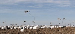 We use a lot of flyers and large decoy spreads to lure the snow geese into gun range.