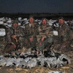 All of our snow goose hunting is done over large decoy spreads with decoying birds.