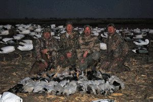 All of our snow goose hunting is done over large decoy spreads with decoying birds.