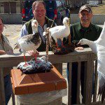 This is the Torzy party picking with the birds shot in 2008. Our snow goose guide Curt Schrader mounted them in the off season and delivers them to the hunters when they hunt the next year. Banded Goose Taxidermy 4909 West Illinois Ave. Hutchinson, KS 67501 620-662-7909