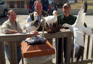 This is the Torzy party picking with the birds shot in 2008. Our snow goose guide Curt Schrader mounted them in the off season and delivers them to the hunters when they hunt the next year. Banded Goose Taxidermy 4909 West Illinois Ave. Hutchinson, KS 67501 620-662-7909