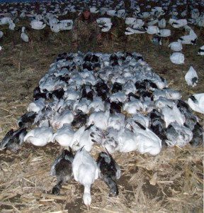 We moved our Kansas hunter to Missouri due to the warm weather in the 2012 spring season with very good results.