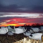 Scenic sunset over the Deadly Decoys™ snow goose decoys.