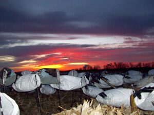 Scenic sunset over the Deadly Decoys™ snow goose decoys.