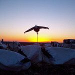 Sunrise over the snow goose decoys