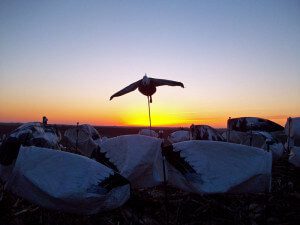 Sunrise over the snow goose decoys