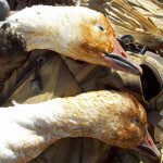 The orange color on the faces of this blue goose and snow goose is from being in an area where the water has high iron content. The iron stains their feathers and they can make beautiful mounted geese.
