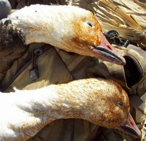 The orange color on the faces of this blue goose and snow goose is from being in an area where the water has high iron content. The iron stains their feathers and they can make beautiful mounted geese.