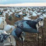 All of our snow goose decoy spreads are 2000 strong for 2013.