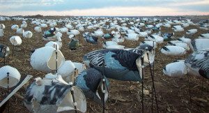 All of our snow goose decoy spreads are 2000 strong for 2013.