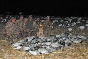Here is a successfull Missouri snow goose hunt