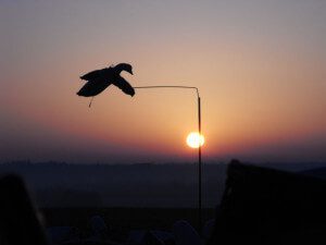 Deadly Decoy™ snow goose flyer with a scenic sunset.