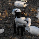 Mickey's dog retrieving a downed snow goose.