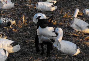 Mickey's dog retrieving a downed snow goose.