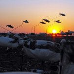 Beautiful end to a beautiful day in the snow goose field.
