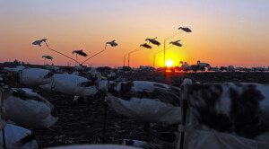 Beautiful end to a beautiful day in the snow goose field.