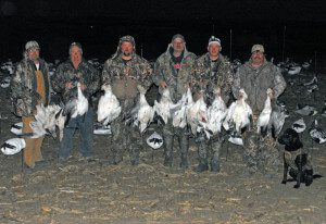 Lesser snow geese