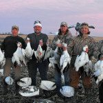 spring snow goose migration.